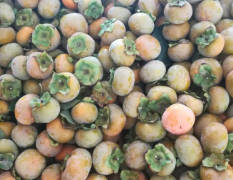 2017大荔七月黄柿子属于晚熟产品