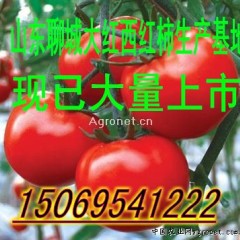 山东莘县大红西红柿