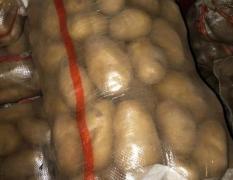 河南开封冷库荷兰十五土豆开始大量出库
