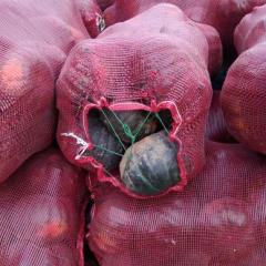 神池贺职贺职南瓜，三晋一绝