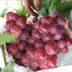 陕西红提葡萄批发产地大荔红提葡萄价格行情
