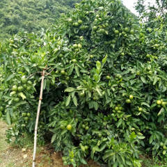 阳朔葡萄 现在有大量普早开始着色上市采摘