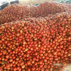 莘县河店镇尚星西红柿专业合作社