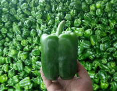青州于家庄蔬菜市场大量供应厚皮圆椒
