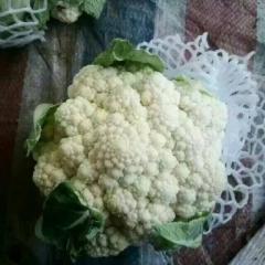 聊城沙镇菜花开始供货了，张振国诚信代收