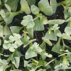 安徽埇桥西瓜苗 主营:西瓜苗，8424西瓜嫁接苗