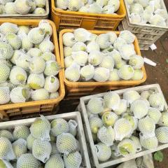 泊头齐桥徐永增8月鸭梨