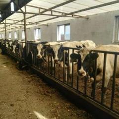 沽源二道渠本人有40多头纯种黑白花奶牛出售