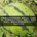 2017凌海西瓜价格波动不大