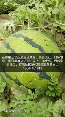 2017凌海西瓜价格波动不大