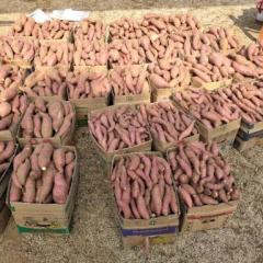 邹城万亩地瓜大量上市