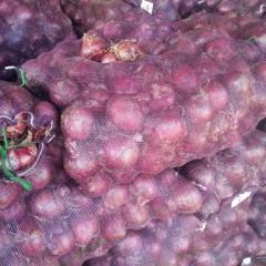 定边县白泥井镇的优质洋葱大量上市中