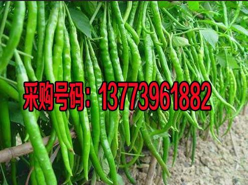 2018年江苏沭阳苏椒五号价格