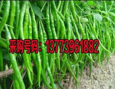 农家自产自销苏椒 长线椒价格低廉质量保证欢迎