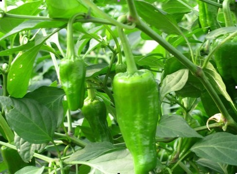 供应山东费县苏椒5号大量上市