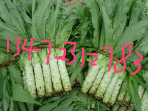 河北定州蔬菜基地莴笋开始大量上市 尖叶实心