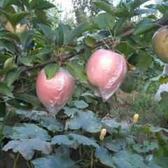 辛集苹果 斗南苹果即将上市 个头大