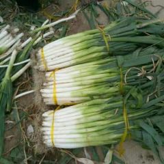 新民大民屯镇长白大葱 质量好供货量足