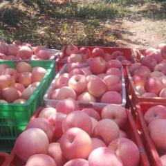 白水苹果亿万人民的口福