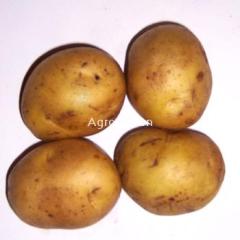 牙克石博客图 本地大量出售土豆，品种齐全