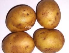 牙克石博客图 本地大量出售土豆，品种齐全