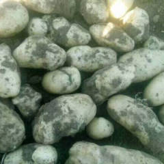 敖汉旗土豆上 自家产的有机土豆、红薯