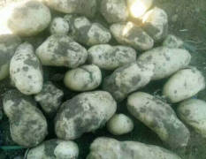 敖汉旗土豆上 自家产的有机土豆、红薯