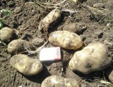 阿尔山土豆九月收获的季节土豆大量上市
