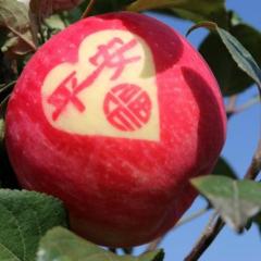 绝对不一样的好苹果，品质有保障