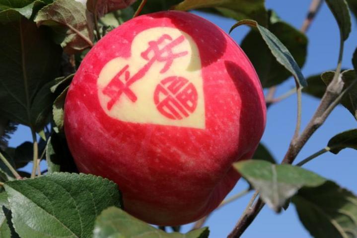 2017年甘肃宁县美国蜜脆价格