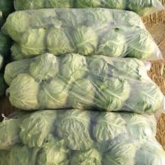 江苏省沛县河口镇蔬菜基地，常年供应甘蓝