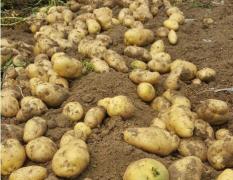 山东聊城荷兰十五土豆现在已经大量上市中