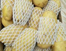 肥成市荷兰十五土豆有2起步至4两通天货