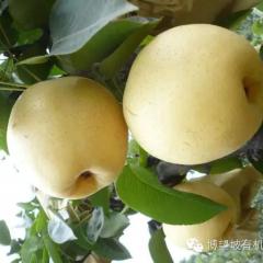 博望坡黄金梨，肉质细腻，汁多含糖量高
