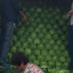 河北唐山玉田甘蓝9月20日上市