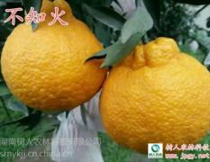 2017武陵柑橘类 不知火柑橘苗