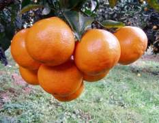 武陵柑橘类 春见柑橘苗