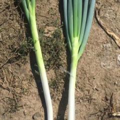 新民长白大葱大量上市！货源充足