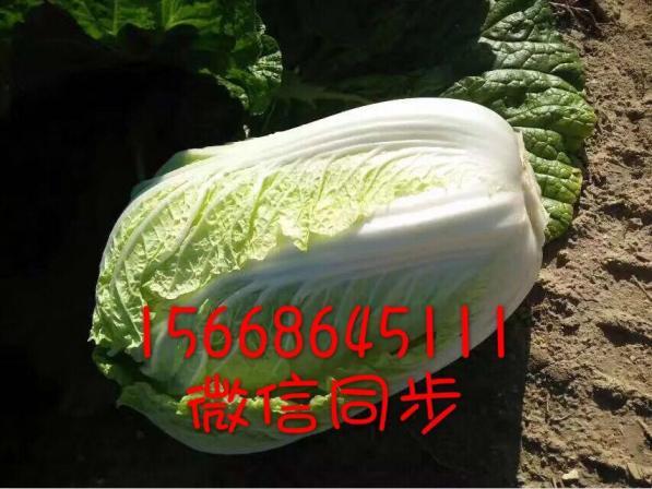 2017年辽宁凌海秋宝白菜价格