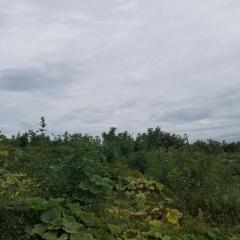 山东五莲金韩密本南瓜 纯天然无农药