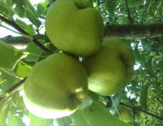 吉林延吉自己家的苹果梨，又脆又甜