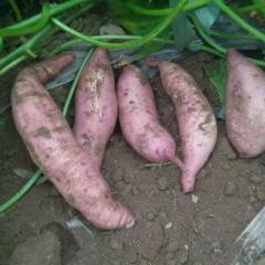 宏阳生态合作社帮朋友销售烟薯25，西瓜红