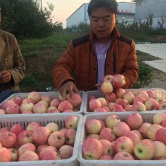 2017年临猗县纸袋花冠光果花冠苹果价格偏低往年