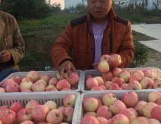 2017年临猗县纸袋花冠光果花冠苹果价格偏低往年