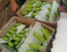 10月广西南宁坛洛 武鸣 隆安县香蕉大量上市