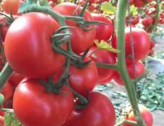 2017莘县大量供应大红西红柿品种有7845