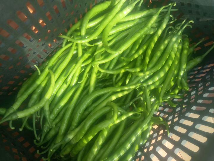 供应夏邑北岭韩欣欣8月二炮辣椒