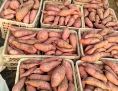 岱岳红薯 种植红皮白芯地瓜，色泽好