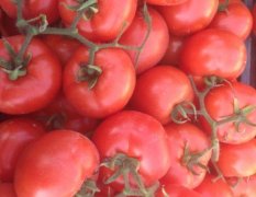 河南内黄万亩硬粉西红柿基地已大量上市