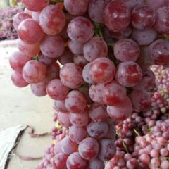 大荔红提葡萄种植基地，种植面积达万亩以上